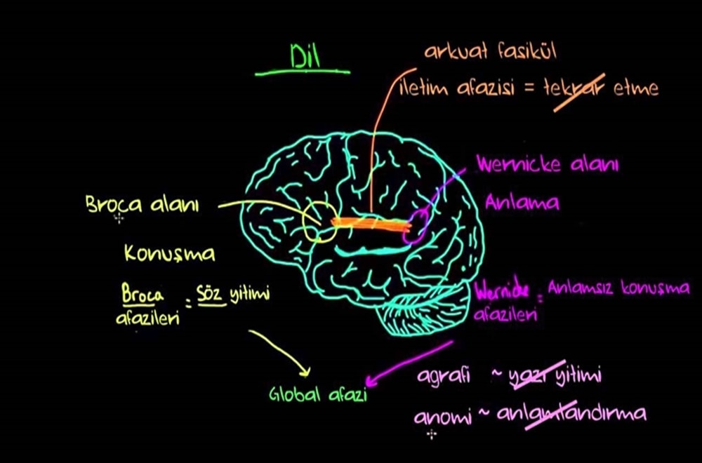 Beynin Hangi Kısmı Konuşmayı Kontrol Ediyor?